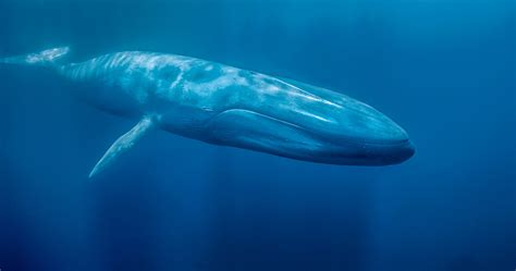 Baleine bleue — Wikipédia